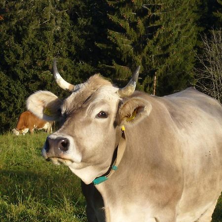 Hoehengasthaus Kolmenhof An Der Donauquelle Furtwangen Ngoại thất bức ảnh