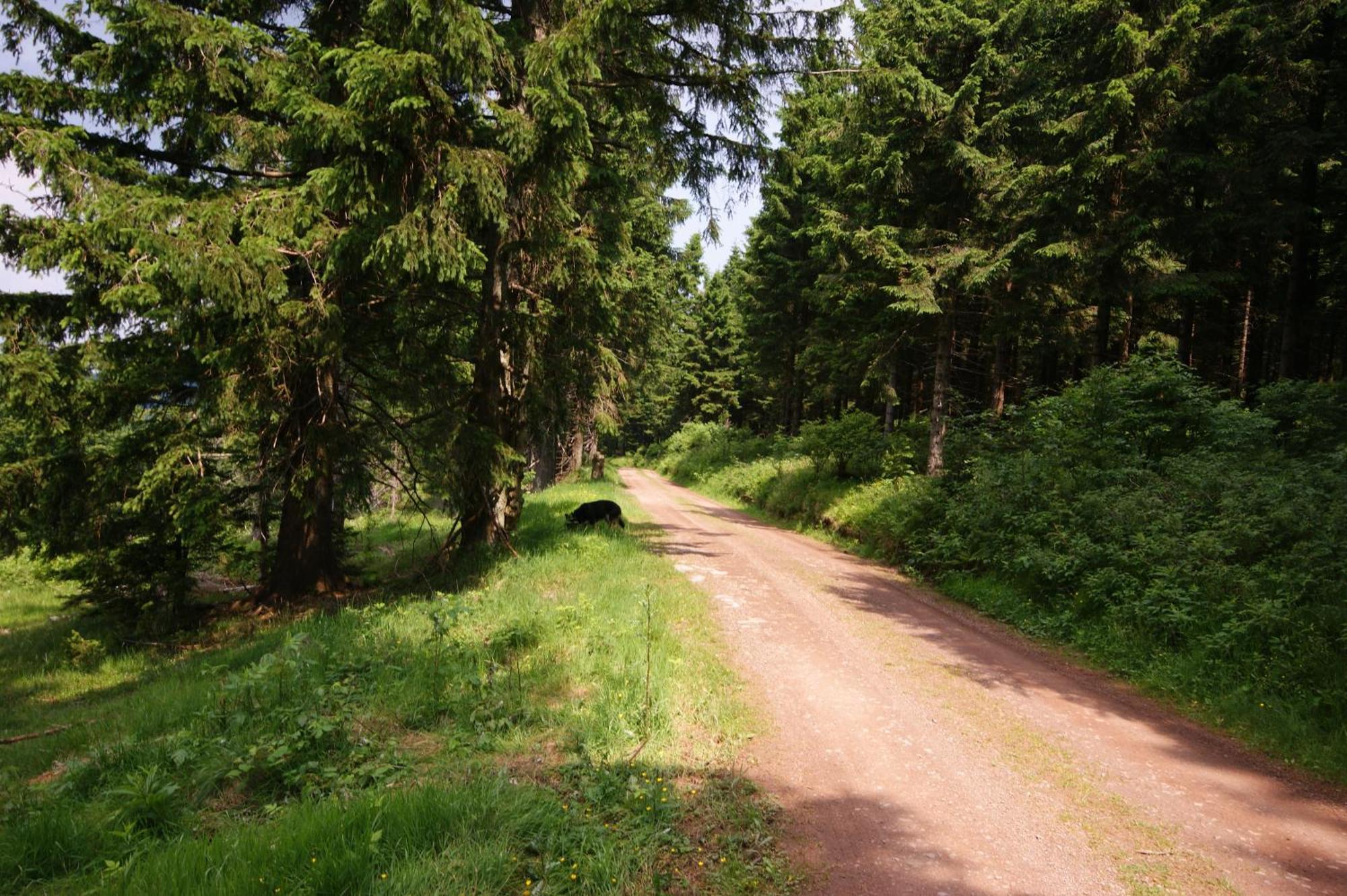 Hoehengasthaus Kolmenhof An Der Donauquelle Furtwangen Ngoại thất bức ảnh