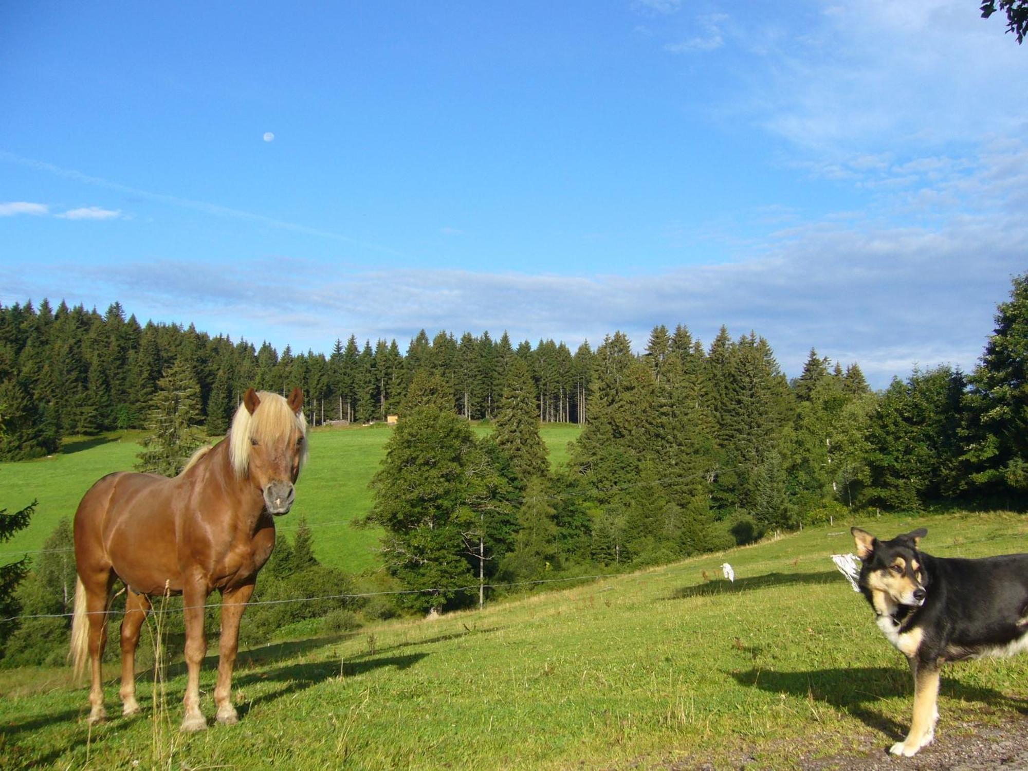 Hoehengasthaus Kolmenhof An Der Donauquelle Furtwangen Ngoại thất bức ảnh