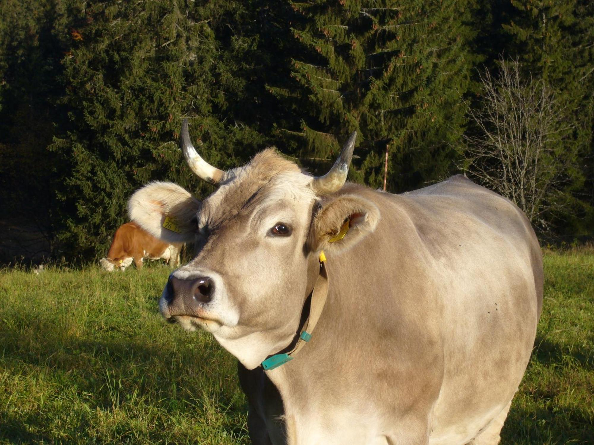 Hoehengasthaus Kolmenhof An Der Donauquelle Furtwangen Ngoại thất bức ảnh