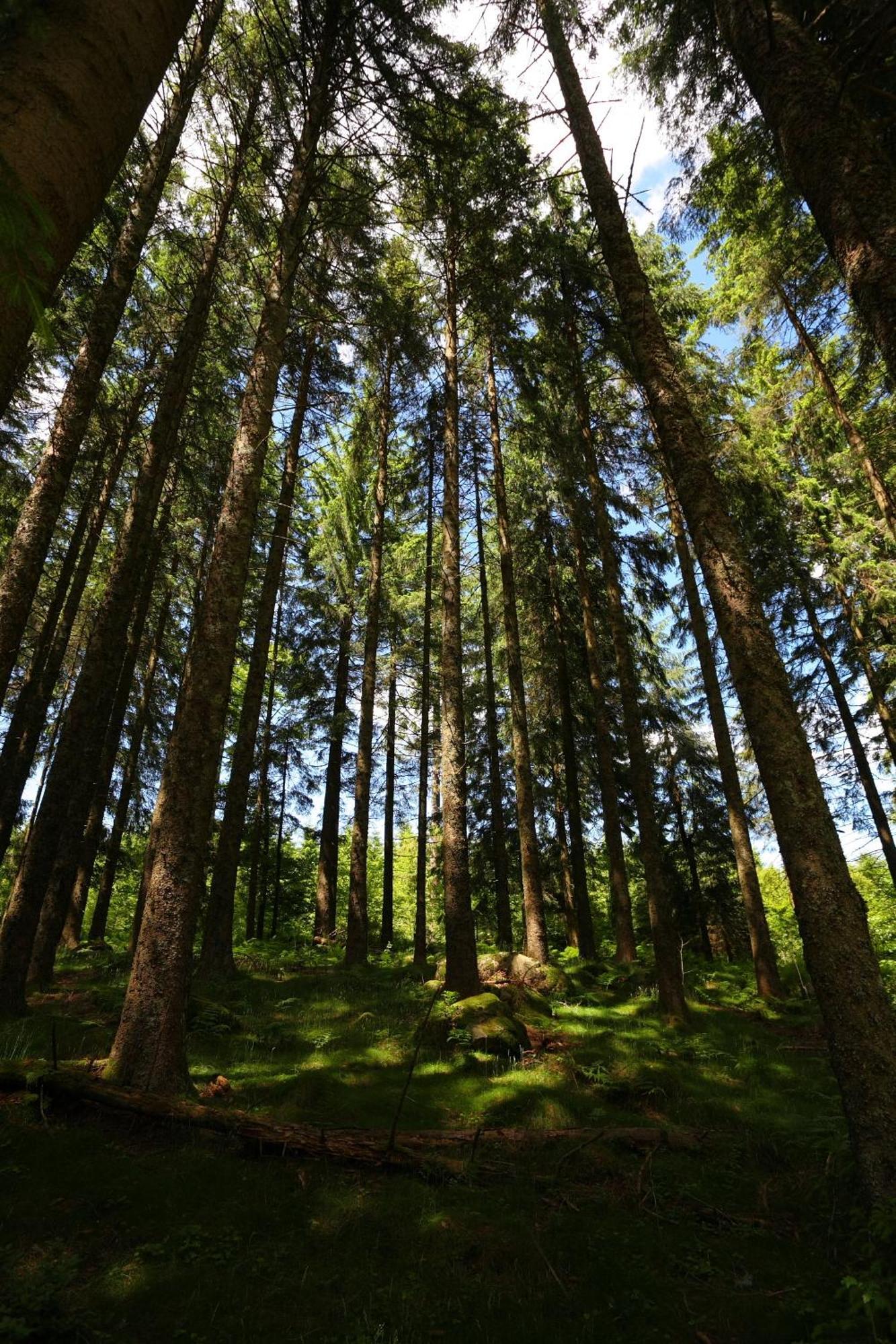 Hoehengasthaus Kolmenhof An Der Donauquelle Furtwangen Ngoại thất bức ảnh