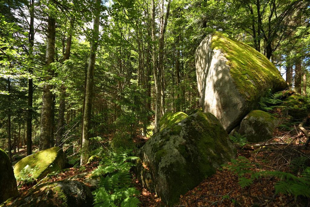 Hoehengasthaus Kolmenhof An Der Donauquelle Furtwangen Ngoại thất bức ảnh