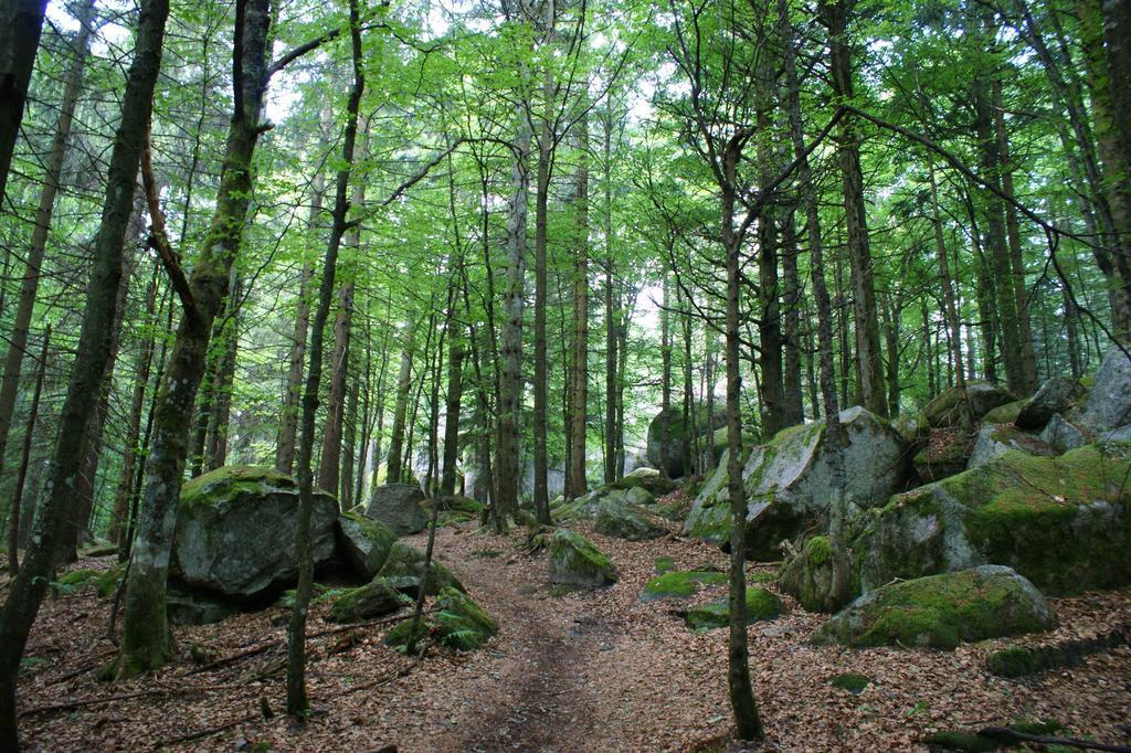 Hoehengasthaus Kolmenhof An Der Donauquelle Furtwangen Ngoại thất bức ảnh