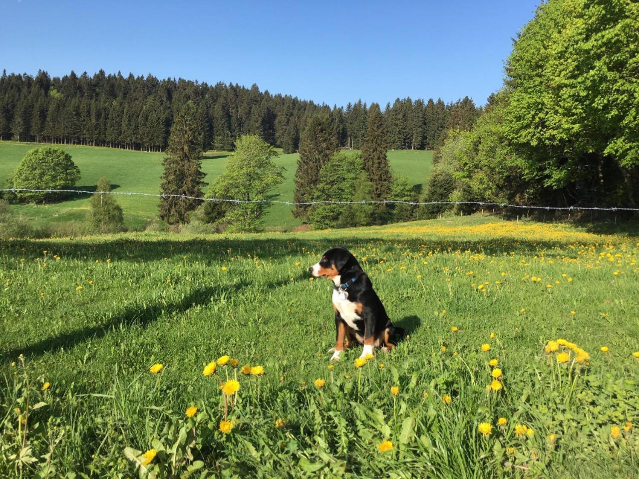 Hoehengasthaus Kolmenhof An Der Donauquelle Furtwangen Ngoại thất bức ảnh